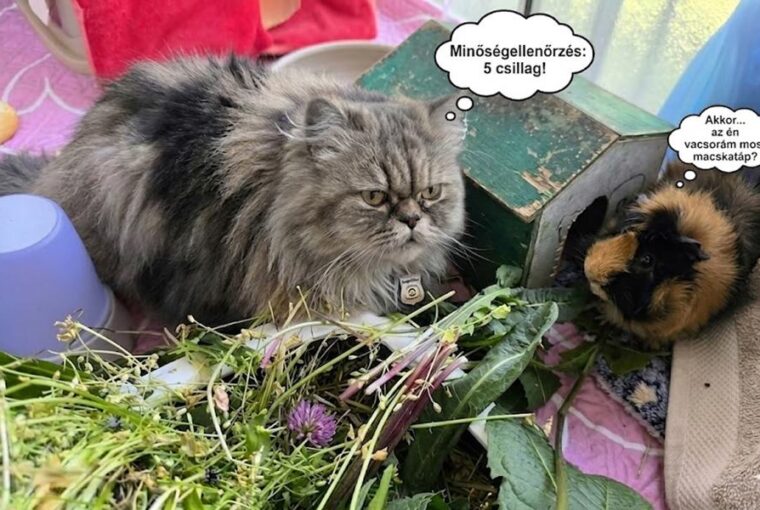 Miért rabol rá a macska a tengerimalacok frissen szedett füvére?