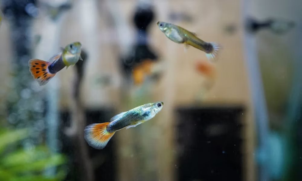 Nano akvárium kezdőknek Nano akvárium kezdőknek