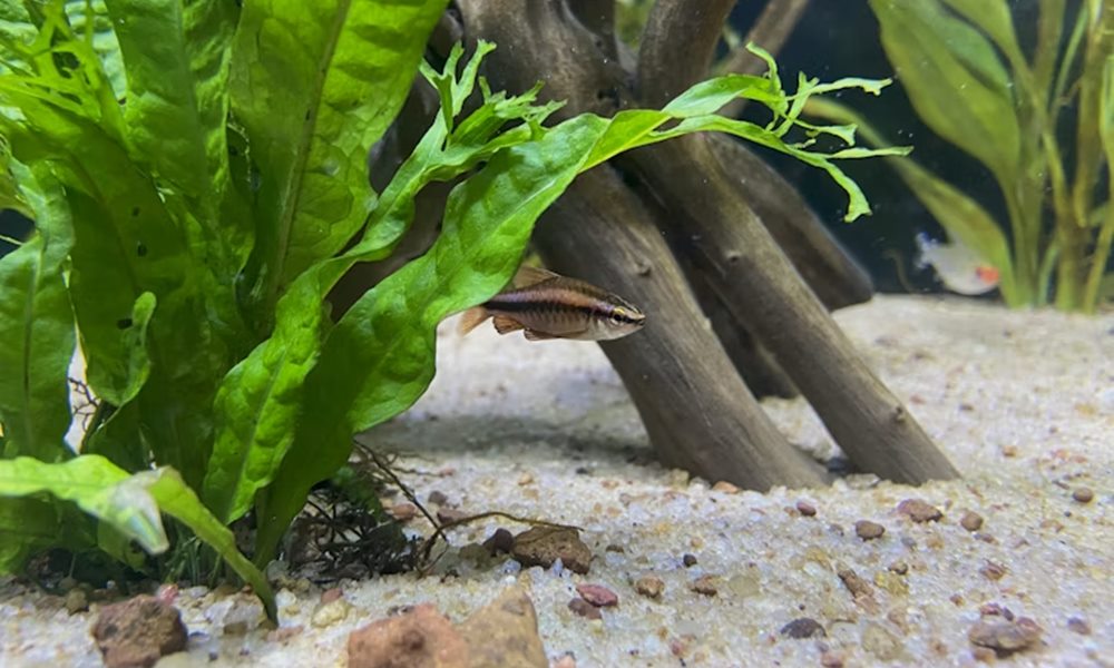 Nano akvárium kezdőknek Nano akvárium kezdőknek