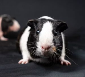 Tengerimalac tartása