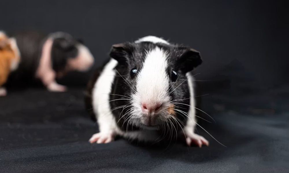 Tengerimalac tartása