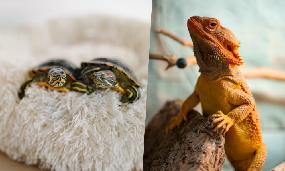 Gekkó, szakállas agáma, teknős költségek
