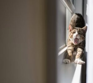 Macska nyári szellőztetés veszélyek