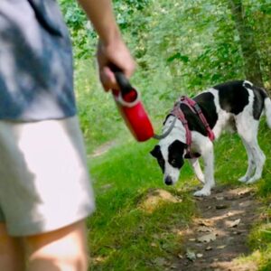 A kutya orra többet tud a parkról, mint te