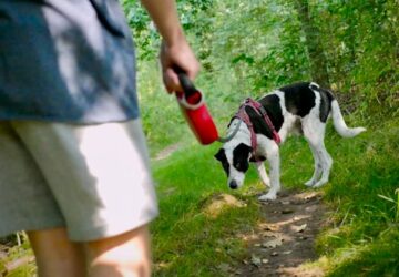 A kutya orra többet tud a parkról, mint te