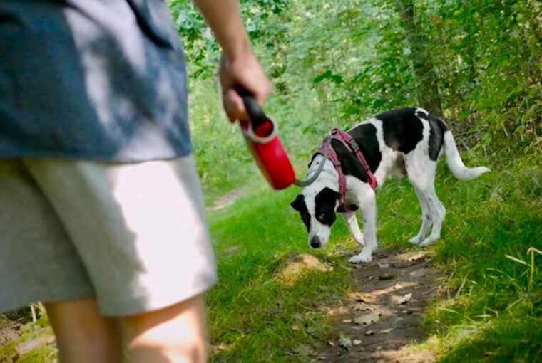 A kutya orra többet tud a parkról, mint te