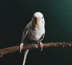 Boldog a papagájod, vagy csak csendben alkalmazkodik?