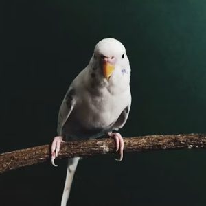Boldog a papagájod, vagy csak csendben alkalmazkodik?