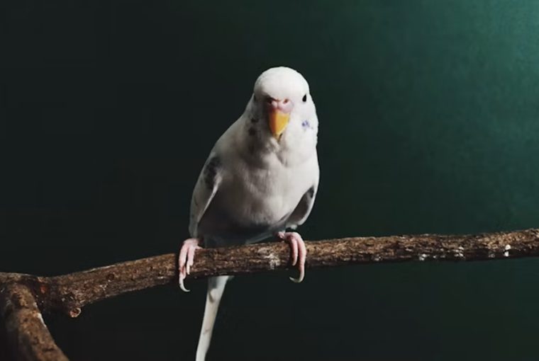 Boldog a papagájod, vagy csak csendben alkalmazkodik?
