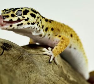 A leopárdgekkó memóriája sokkal érdekesebb, mint gondolnánk