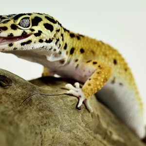 A leopárdgekkó memóriája sokkal érdekesebb, mint gondolnánk
