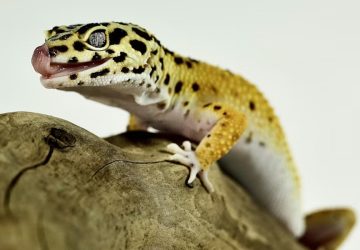 A leopárdgekkó memóriája sokkal érdekesebb, mint gondolnánk