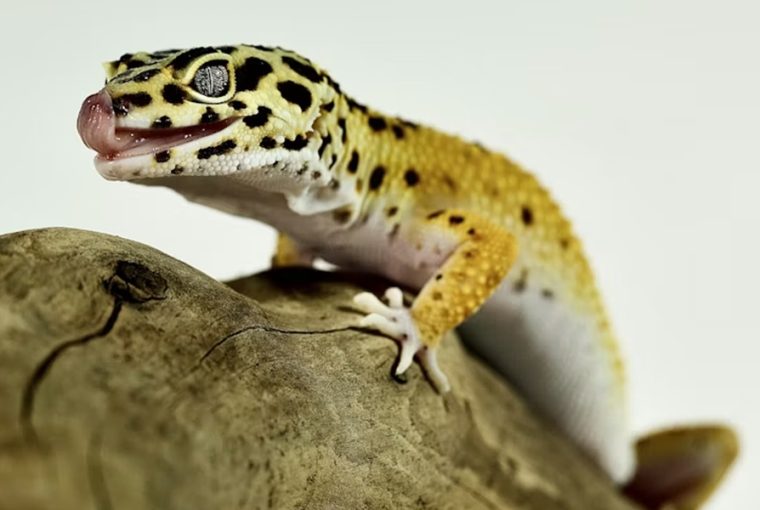 A leopárdgekkó memóriája sokkal érdekesebb, mint gondolnánk