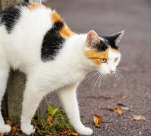 Miért lehet messziről felismerni a macskapisi szagát?