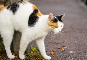 Miért lehet messziről felismerni a macskapisi szagát?