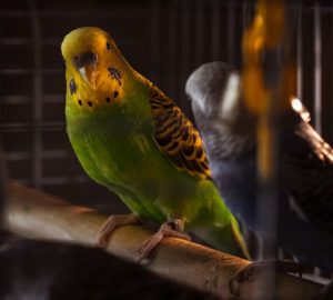 A nappali lámpája a madár belső óráját is átírhatja