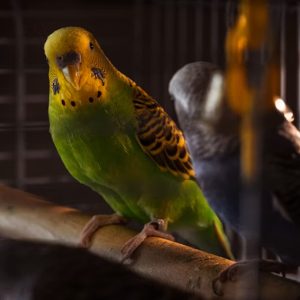 A nappali lámpája a madár belső óráját is átírhatja