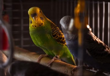 A nappali lámpája a madár belső óráját is átírhatja