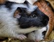 Mitől betegszik meg leggyakrabban a tengerimalac?