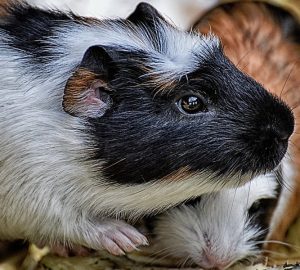 Mitől betegszik meg leggyakrabban a tengerimalac?
