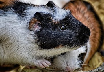 Mitől betegszik meg leggyakrabban a tengerimalac?