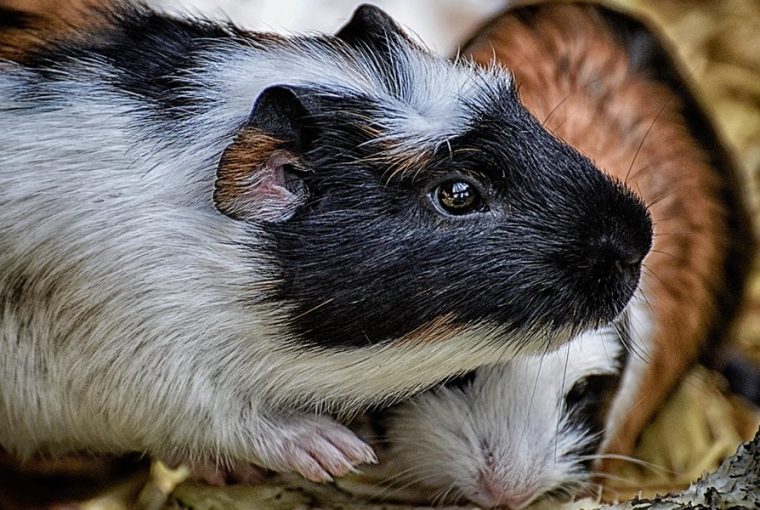 Mitől betegszik meg leggyakrabban a tengerimalac?